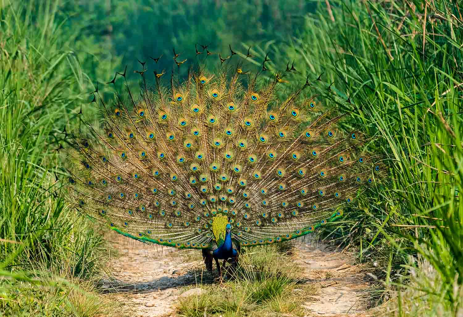 Bird Watching in Nepal 4 Indian Peafowl