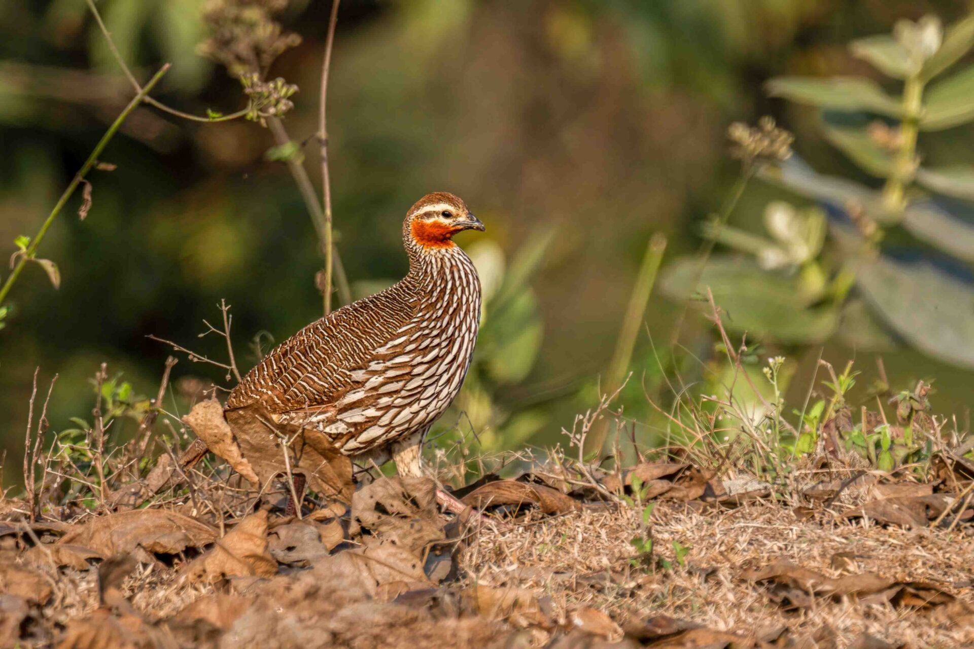 Bird Watching in Nepal 7 Swamp francolin