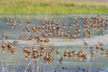 Bird Watching in Nepal