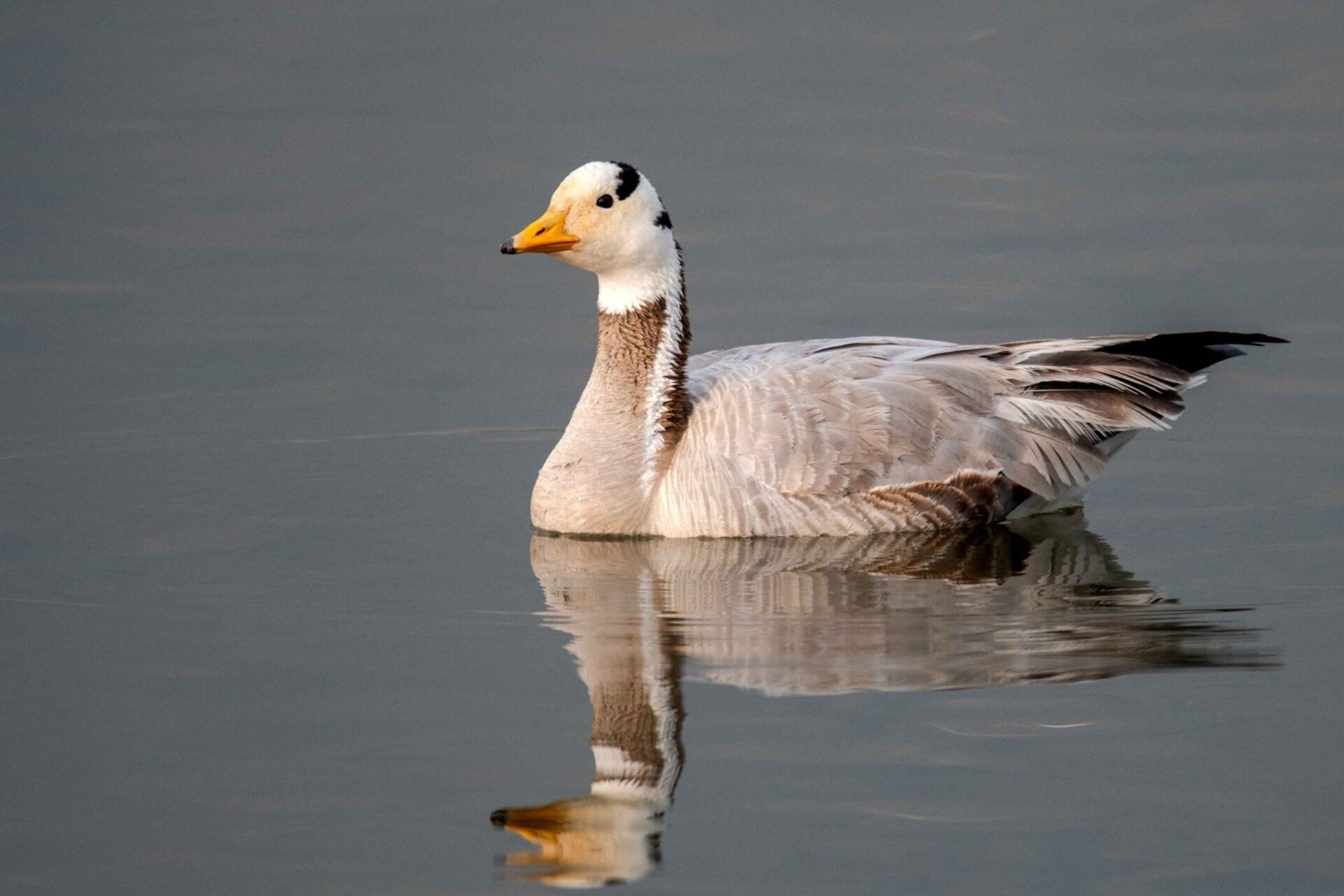 Bird Watching in Nepal 13 Bar-headed goose