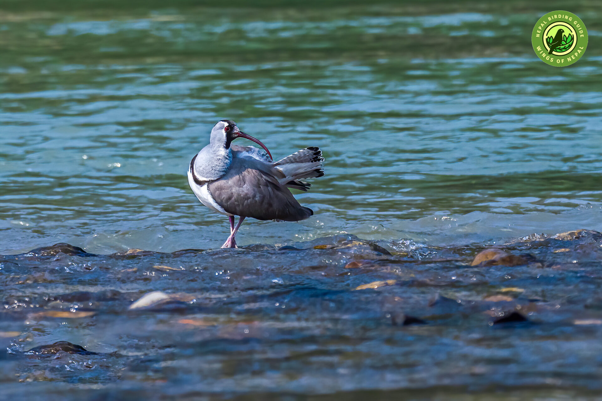 तिलहरी चरा (Ibisbill)