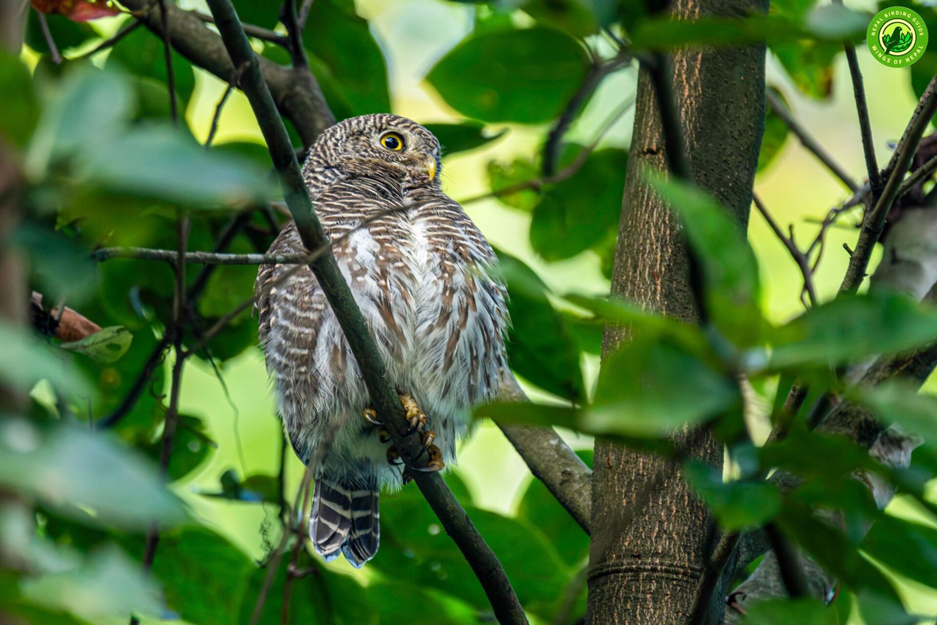Top 10 Birdwatching Destinations in Nepal 6 Annapurna Conservation Area