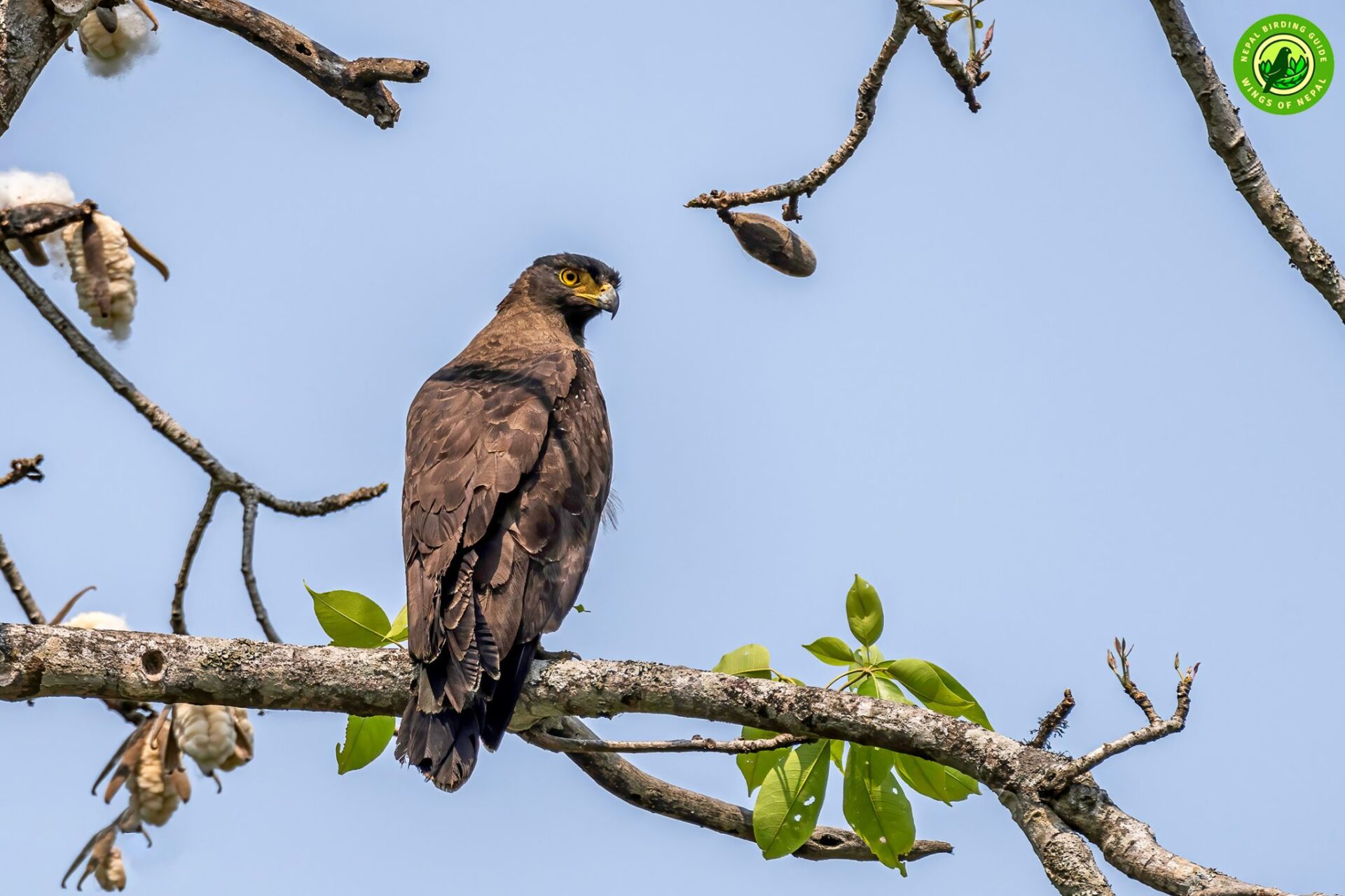 Top 10 Birdwatching Destinations in Nepal 8 Bardia National Park