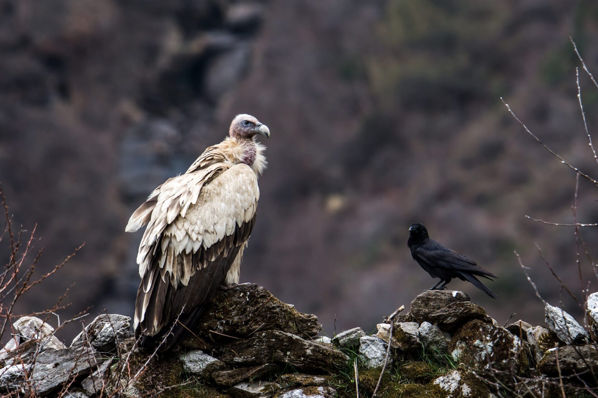 Bird Photography in Manaslu