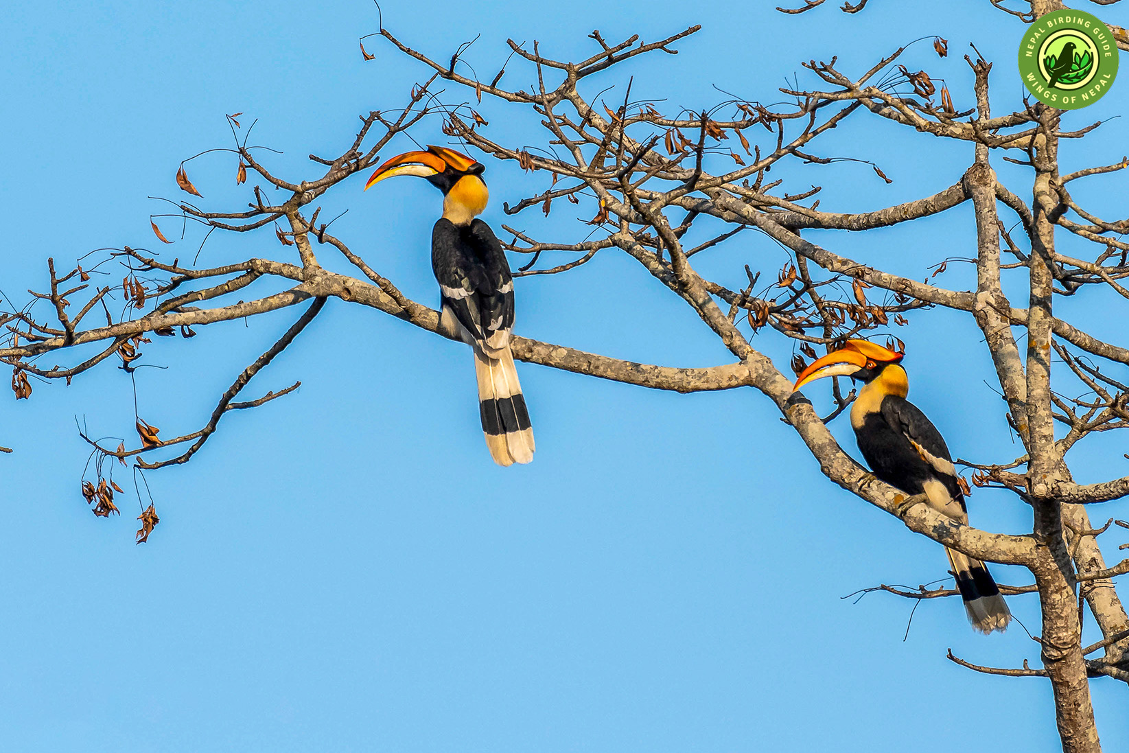 Top 10 Birdwatching Destinations in Nepal 2 Chitwan National Park