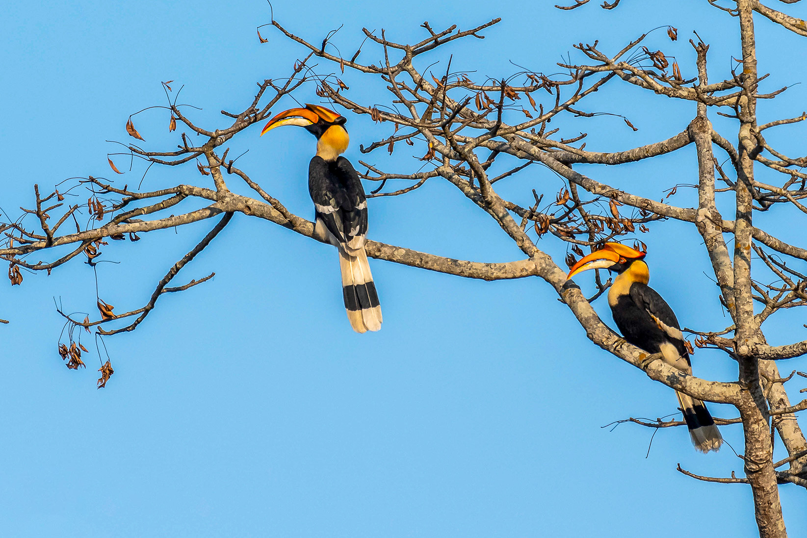 Bird Watching Tours 2 Chitwan National Park