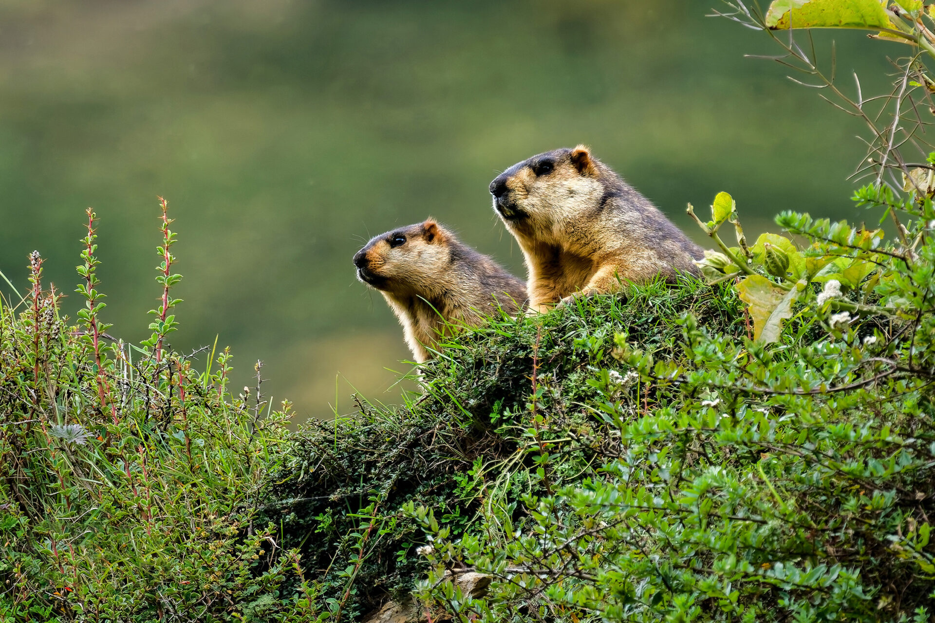 Himalayan Marmot