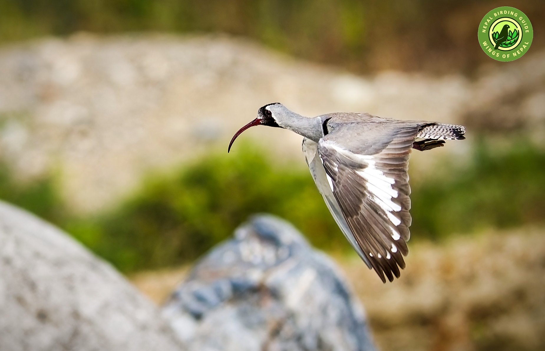 Ibisbill Migration