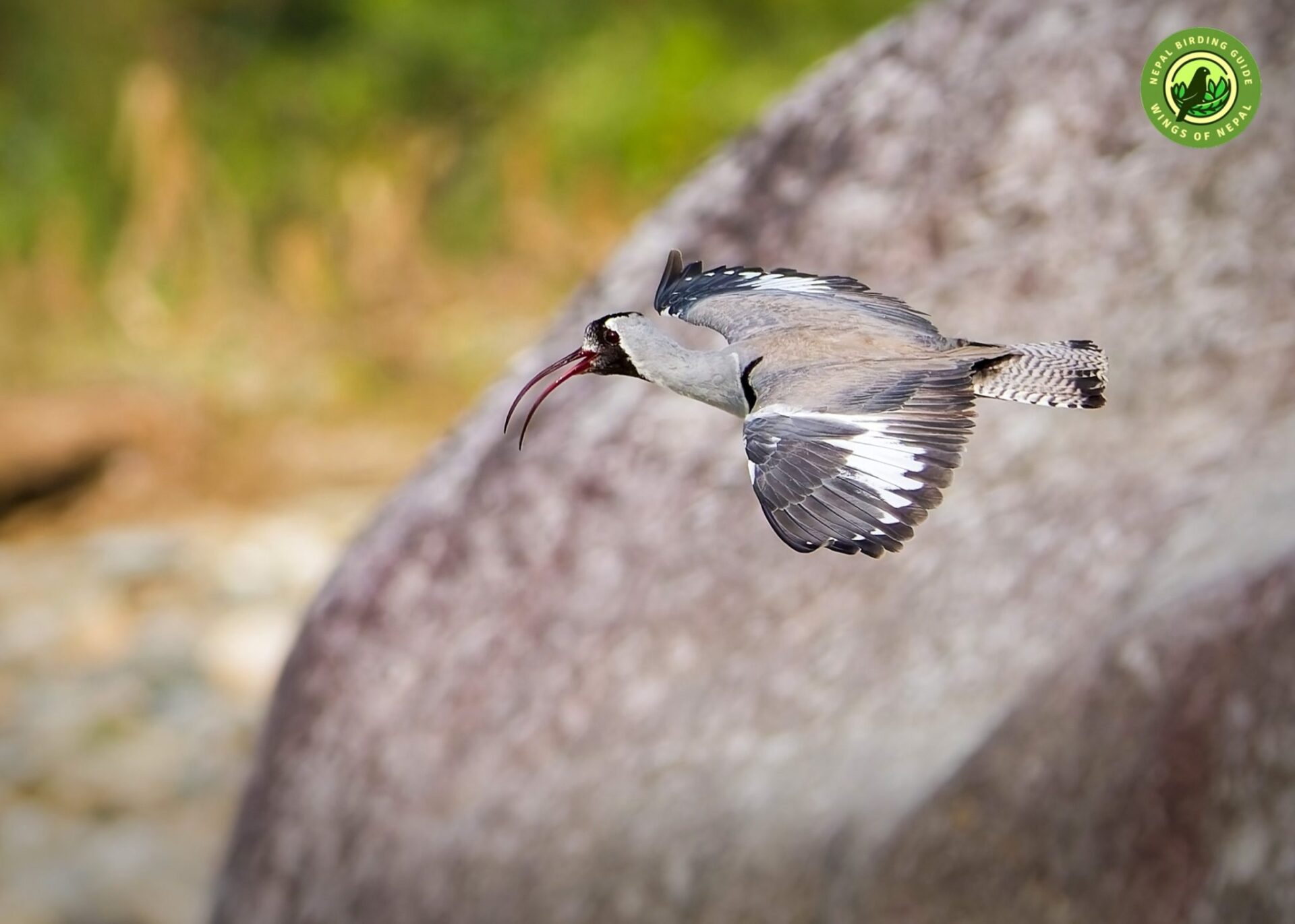 Ibisbill Tours