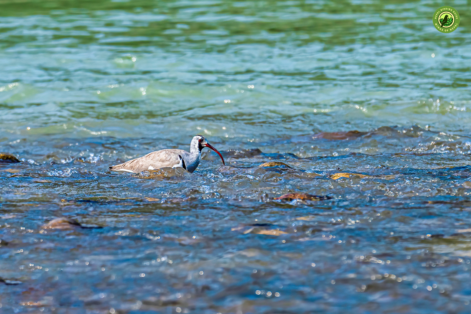 Ibisbill Tours