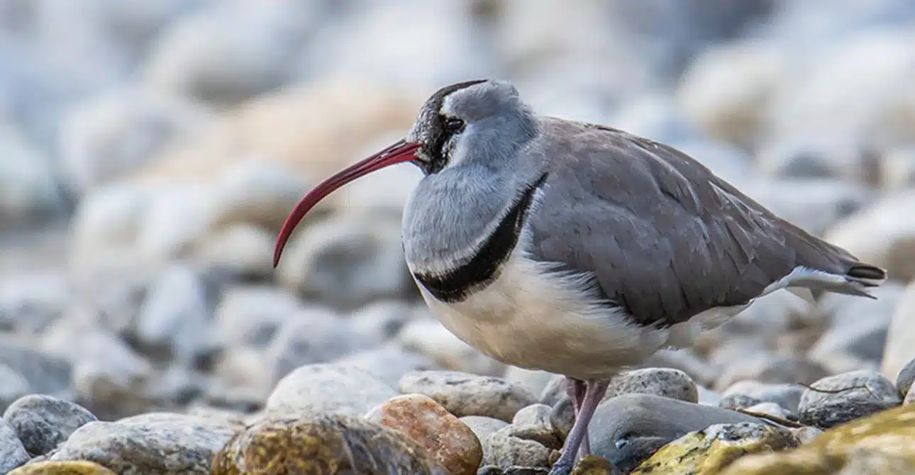 Ibisbill Tour in Nepal 4 Ibisbill Tour in Nepal