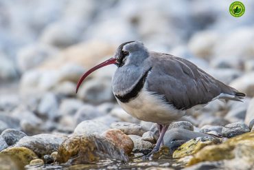 Ibisbill Tour in Nepal
