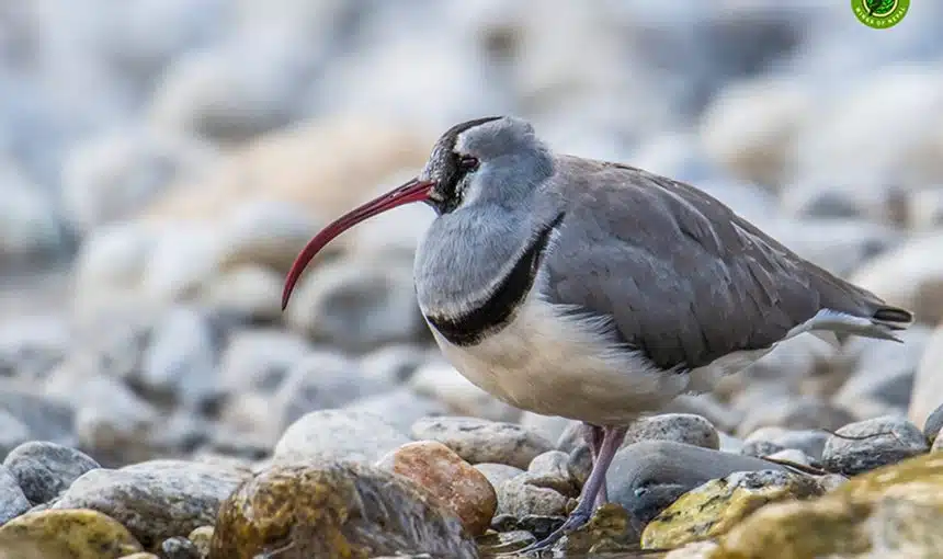 Ibisbill Tour in Nepal 4 Ibisbill Tour in Nepal