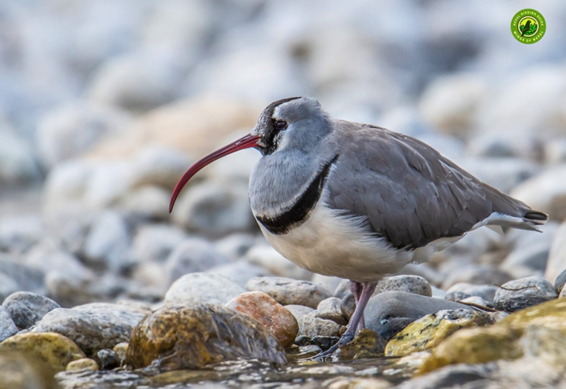 Bird Watching Tours 7 Ibisbill Tour in Nepal