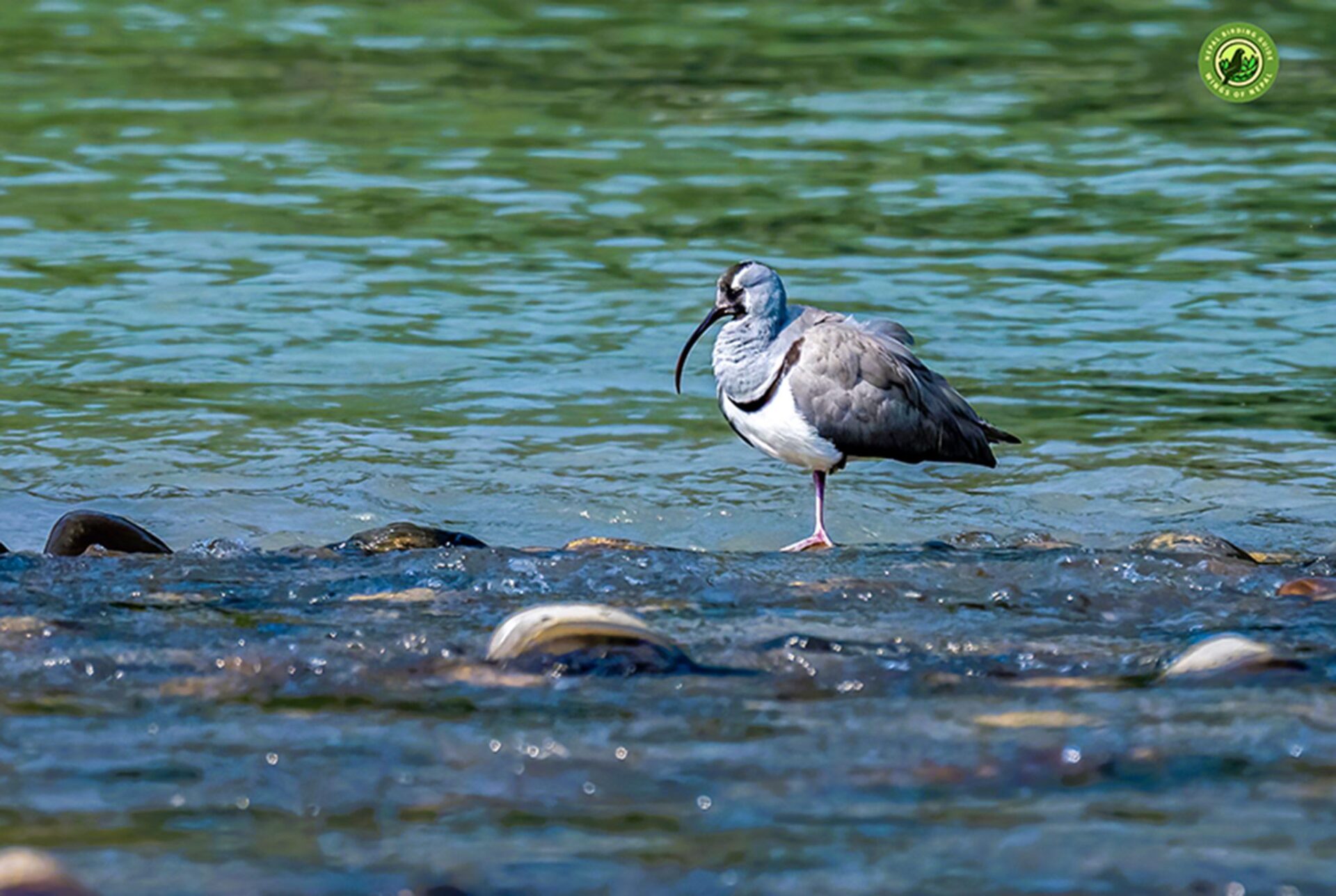 Ibisbill