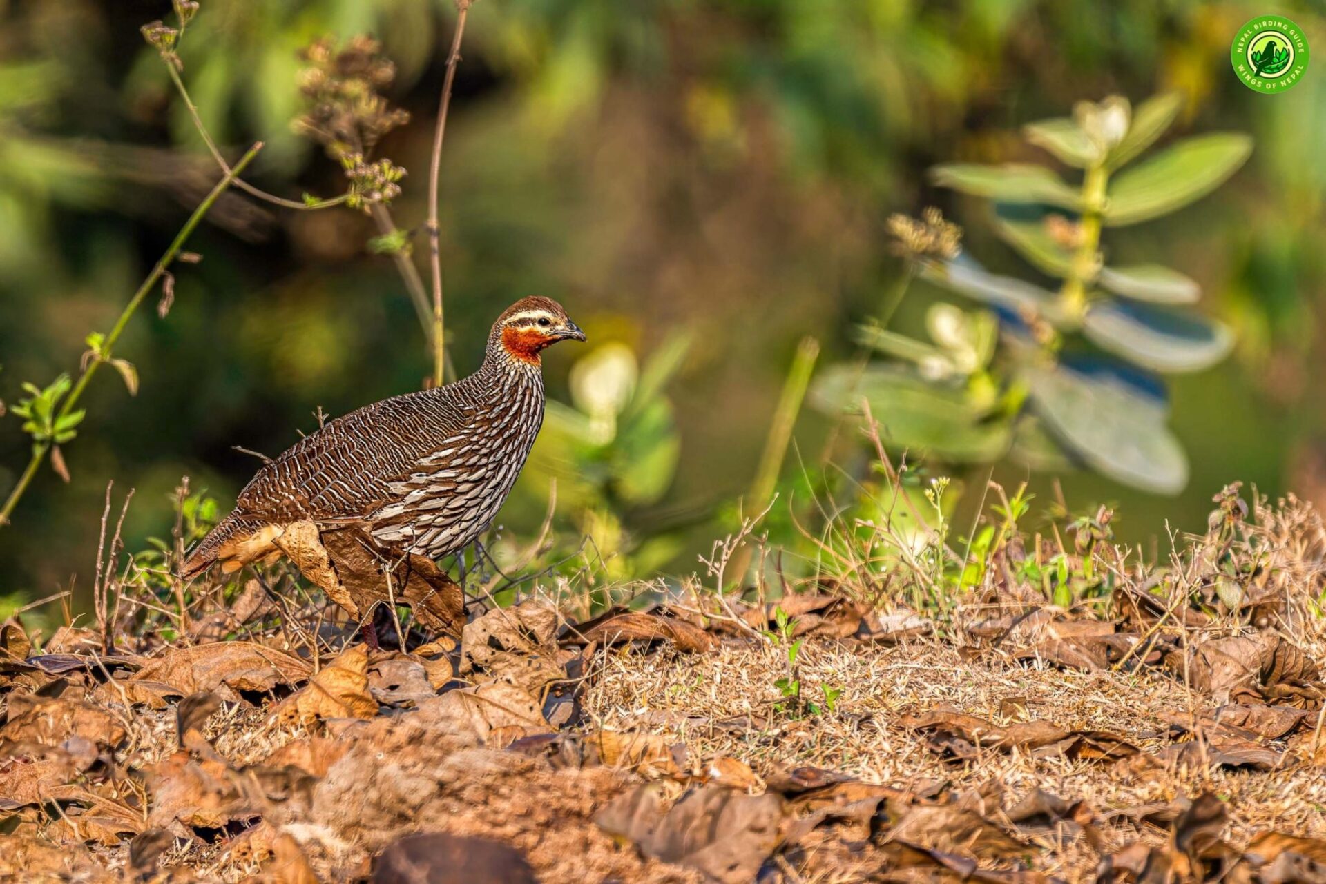 Top 10 Birdwatching Destinations in Nepal 1 Koshi Tappu