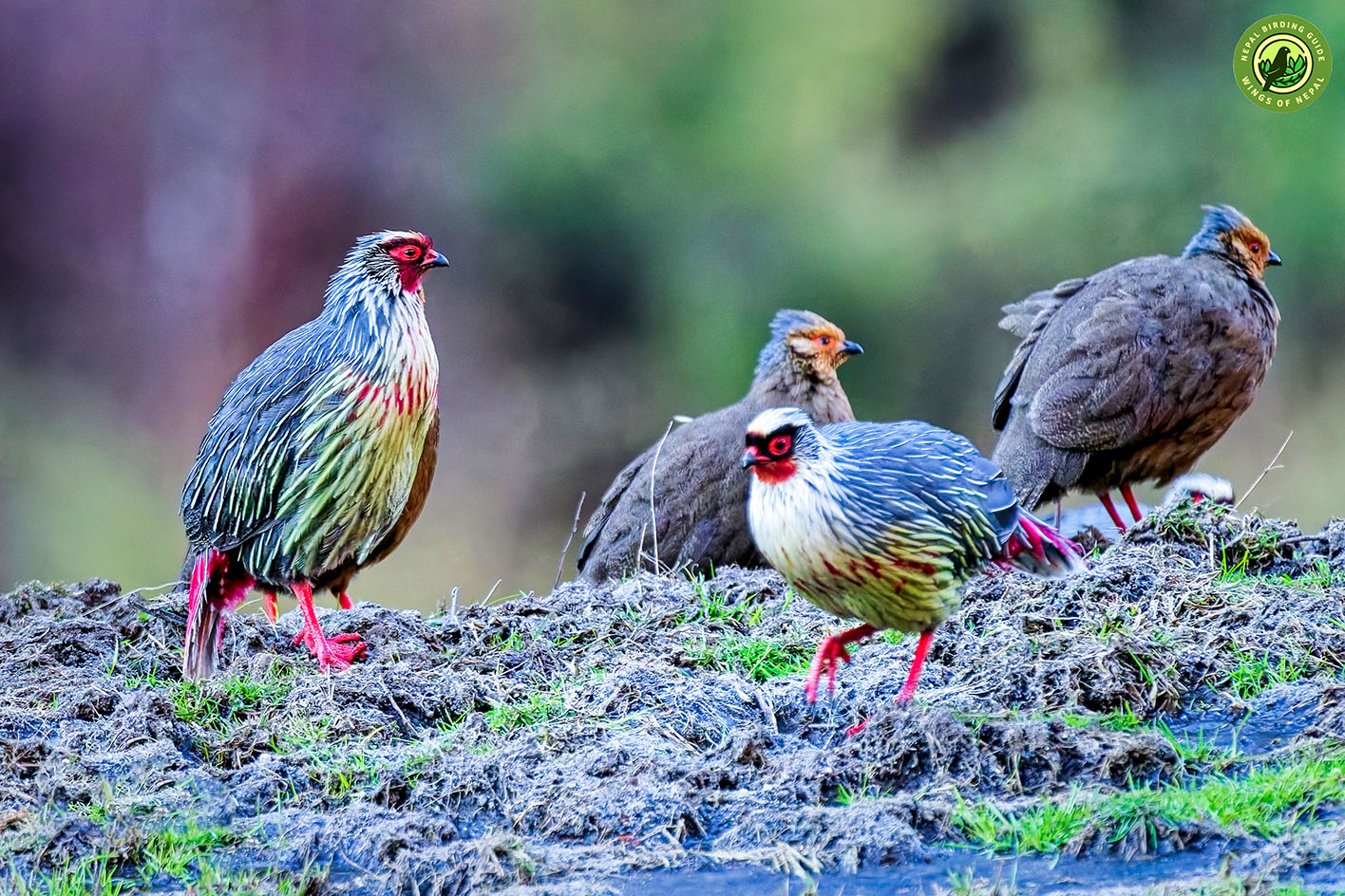 Top 10 Birdwatching Destinations in Nepal 7 Langtang National Park