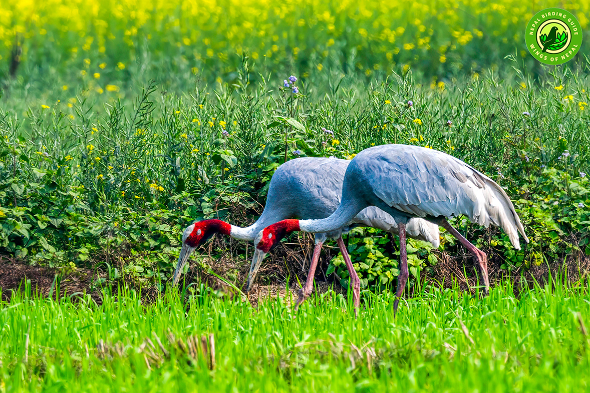Top 10 Birdwatching Destinations in Nepal 10 Lumbini area