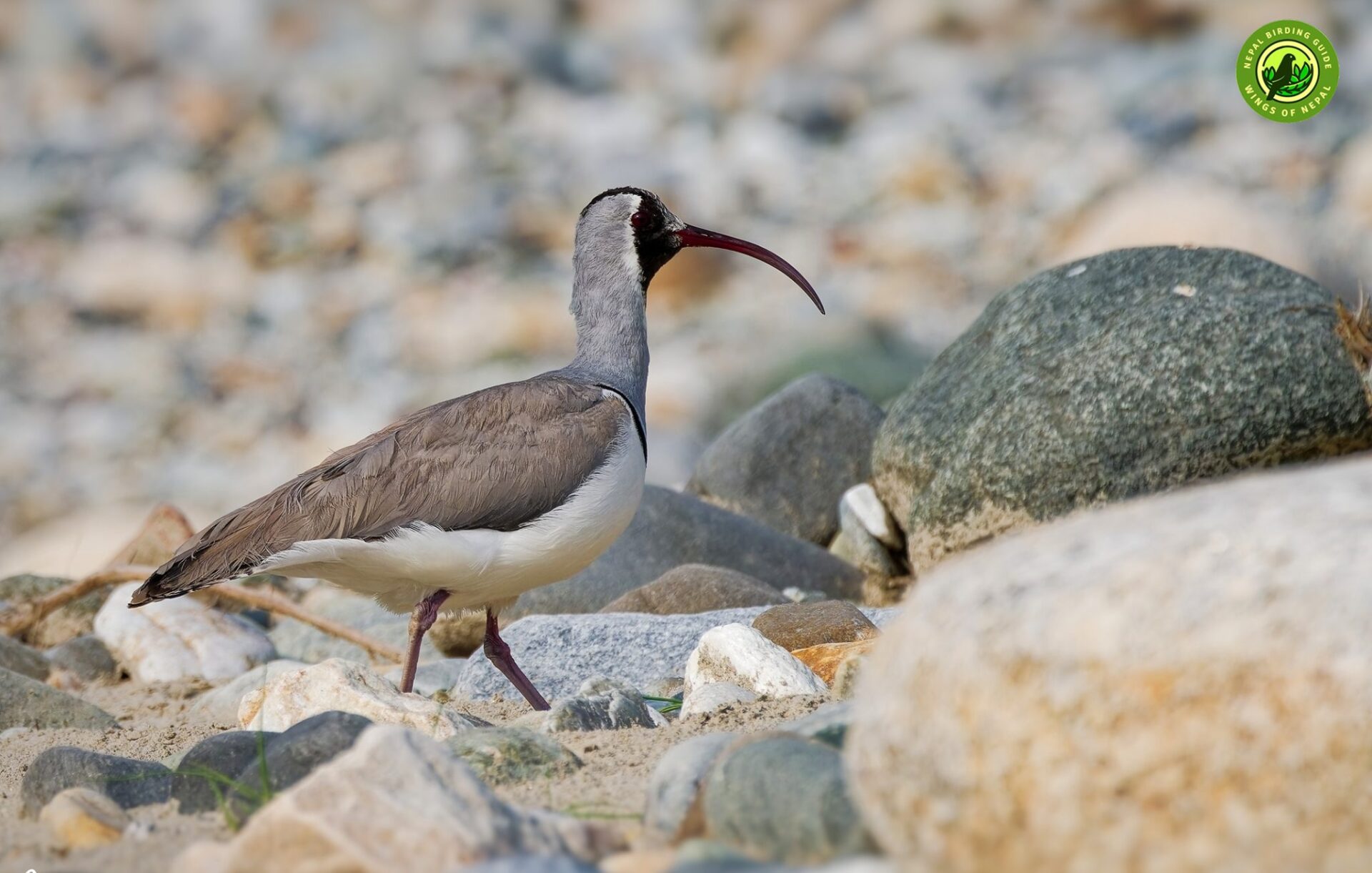 Nepal Ibisbill Tour