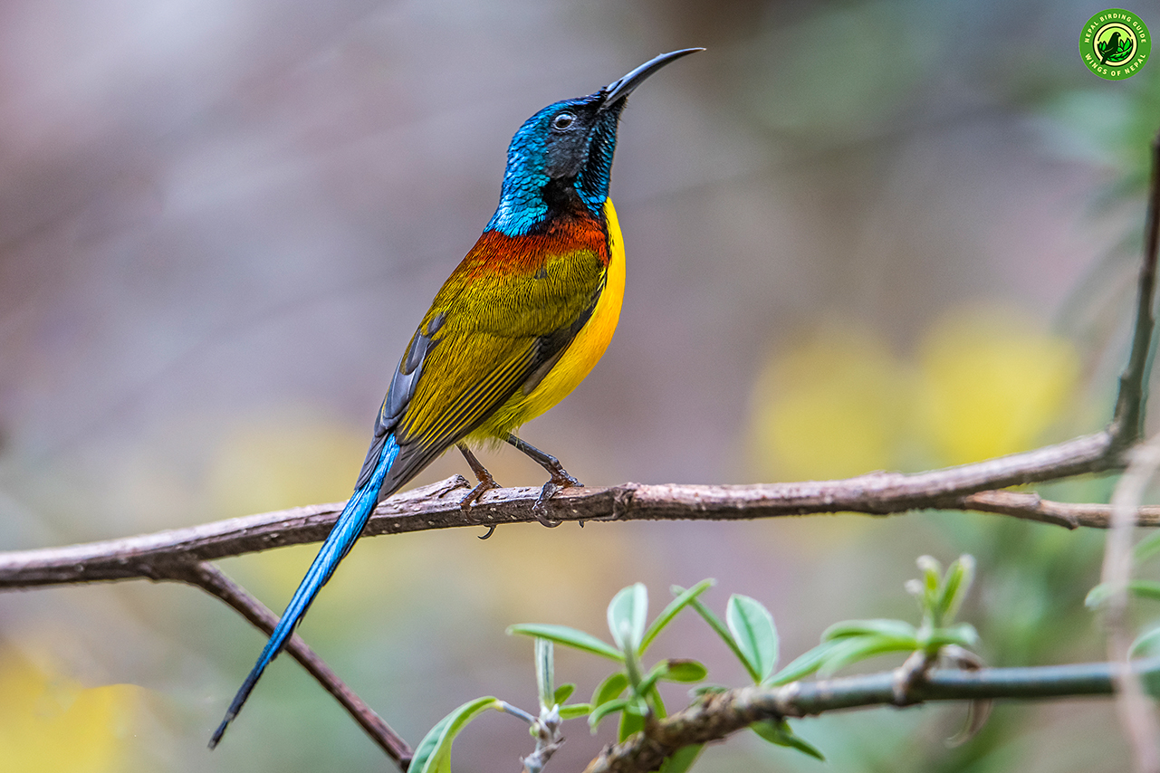 Top 10 Birdwatching Destinations in Nepal 3 Phulchowki Birding