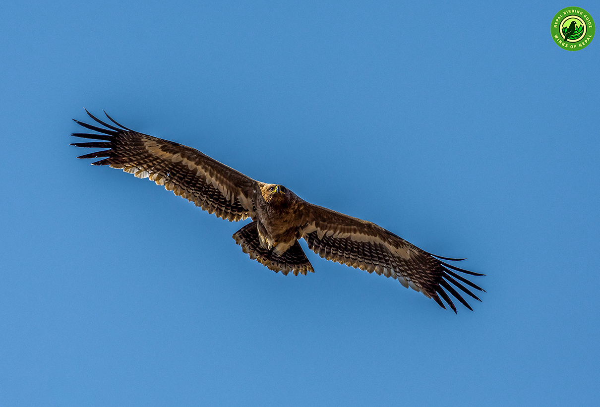 Top 10 Birdwatching Destinations in Nepal 5 Raptor Around Pokhara