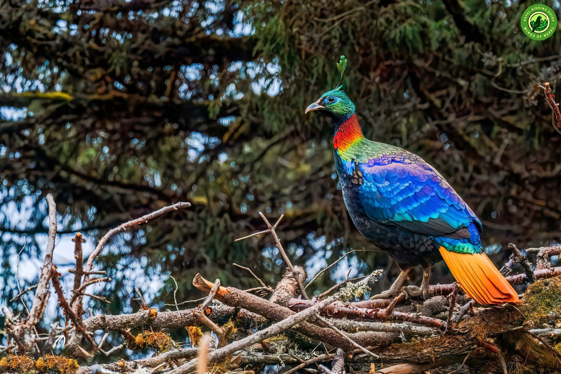 Top 10 Birdwatching Destinations in Nepal 9 Sagarmantha National Park