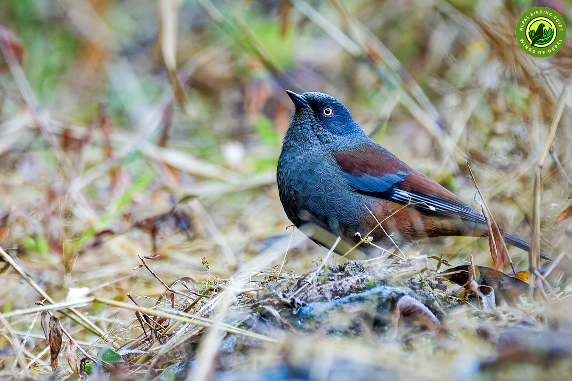 Top 10 Birdwatching Destinations in Nepal 4 Shivapuri National Park