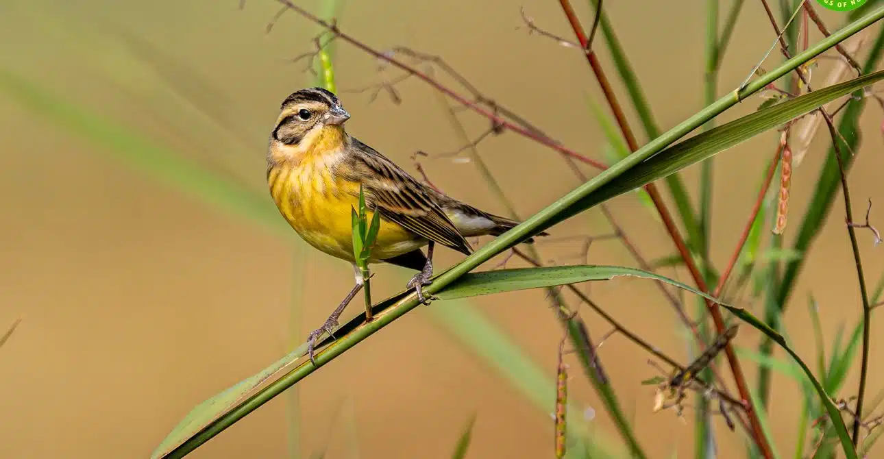Yellow-breasted Bunting 2 Yellow-breasted Bunting