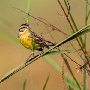 Yellow-breasted Bunting