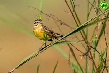 Home 52 Yellow-breasted Bunting