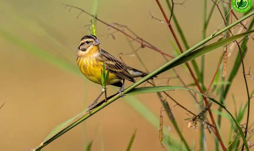 Yellow-breasted Bunting 2 Yellow-breasted Bunting
