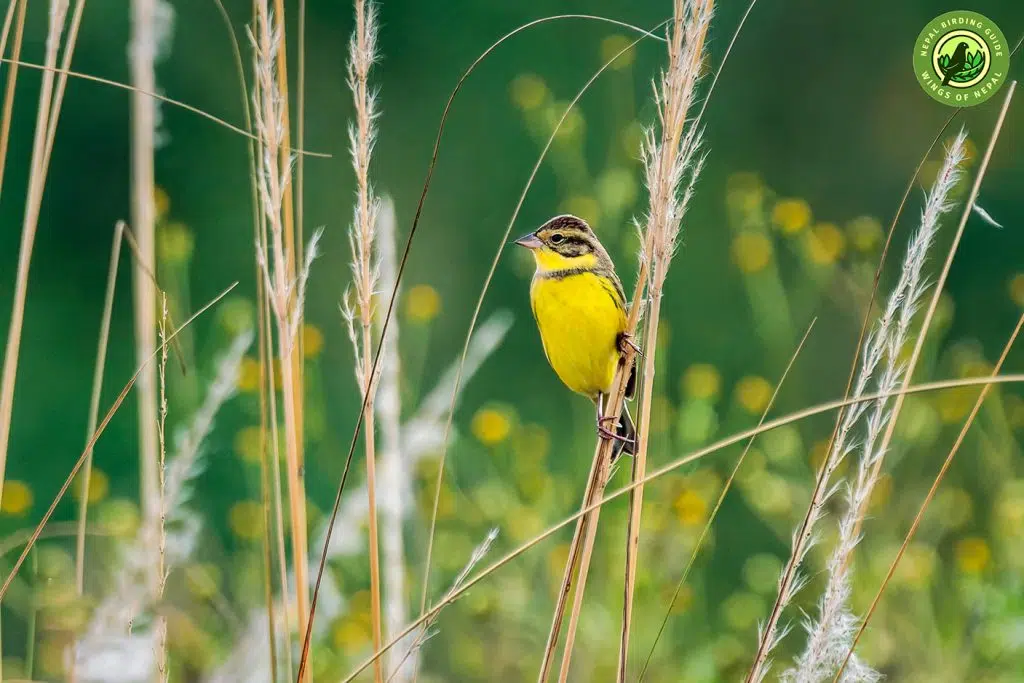 Yellow-breasted Bunting 4 Yellow breasted Bunting Feeding Habitat Nepal Birding Tour | Bird Watching Tour in Nepal
