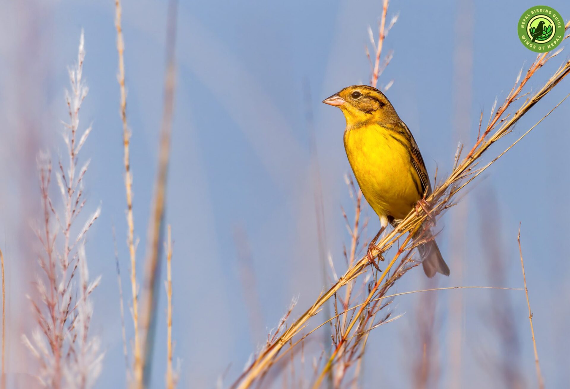 Yellow-breasted Bunting Habitat shot