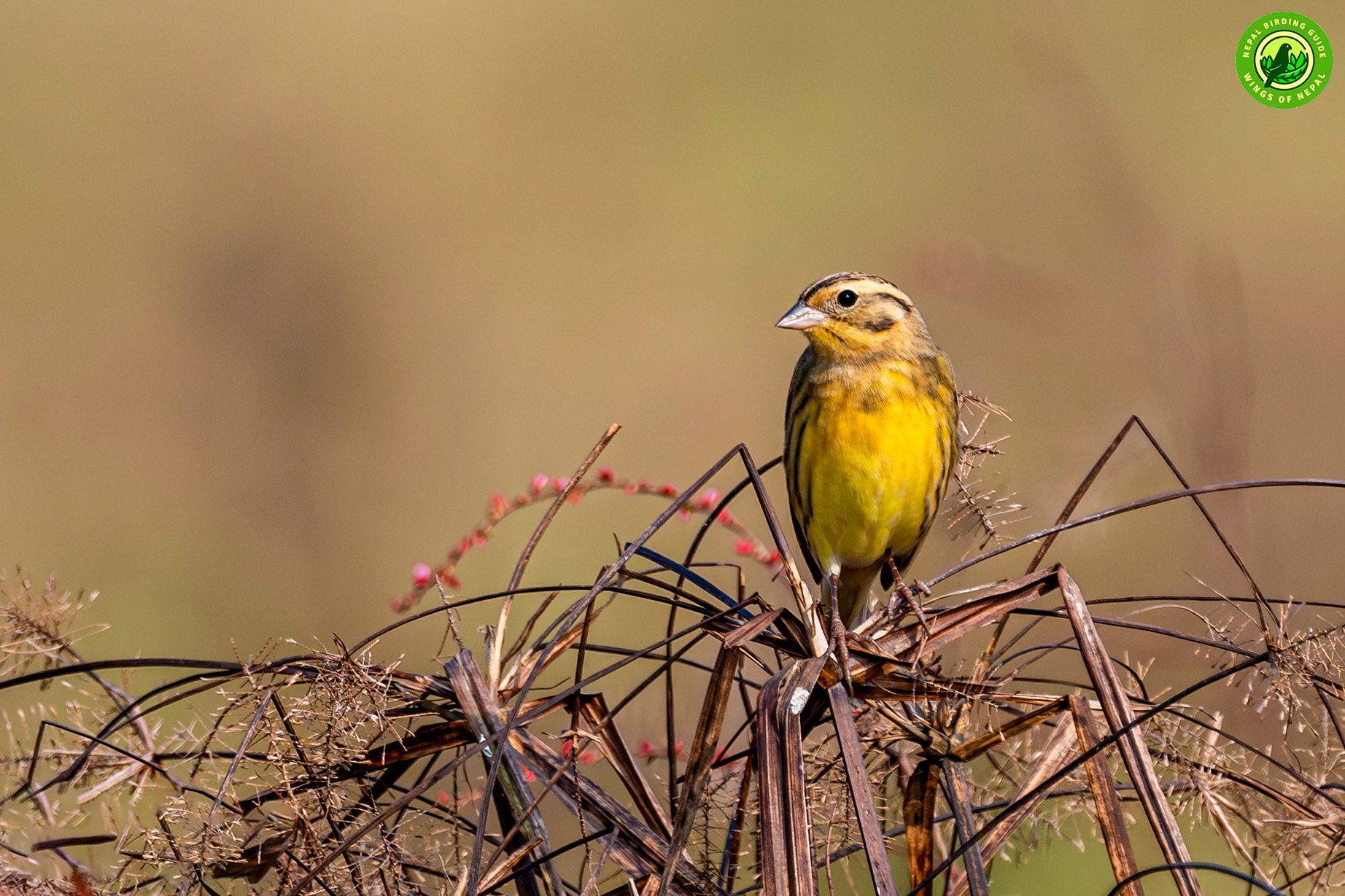 Yellow-breasted Bunting Sunbathing