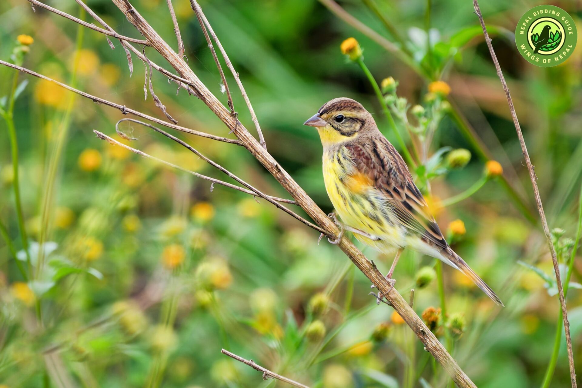Yellow-breasted Bunting in Habitat