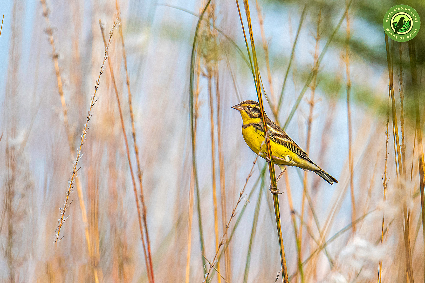 Yellow-breasted Bunting resting