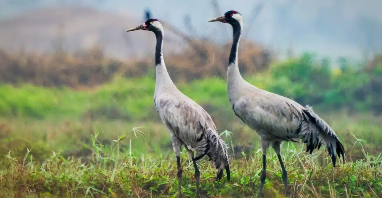 Common Crane 1 Common Crane