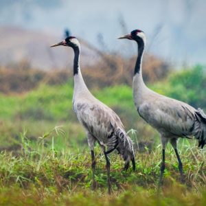 Common Crane