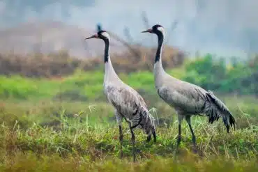 Home 51 Common Crane