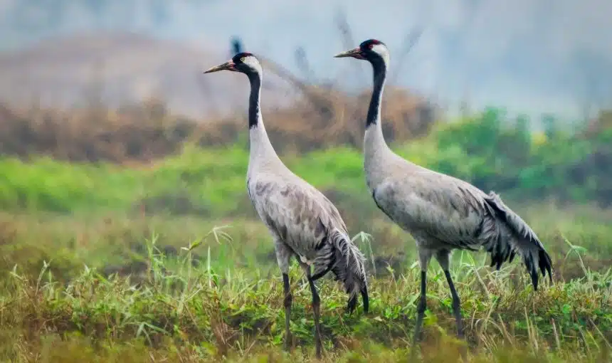 Common Crane 1 Common Crane