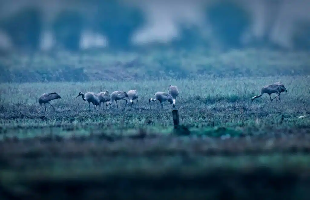 Common Crane 7 DSC06611 DxO Nepal Birding Tour | Bird Watching Tour in Nepal