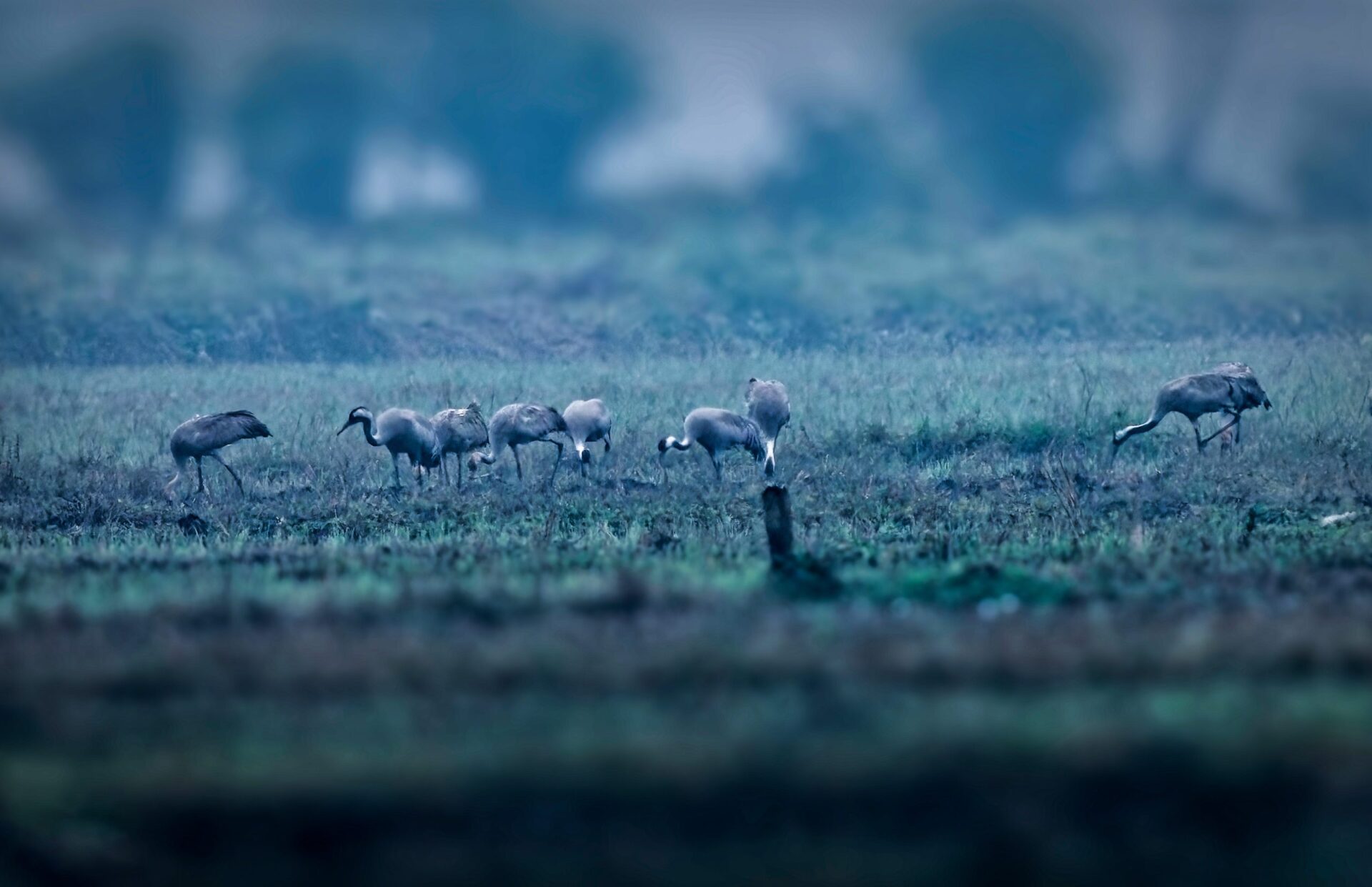 Common Crane 6 Common Crane 4