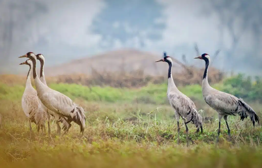 Common Crane 8 DSC06646 DxO Nepal Birding Tour | Bird Watching Tour in Nepal