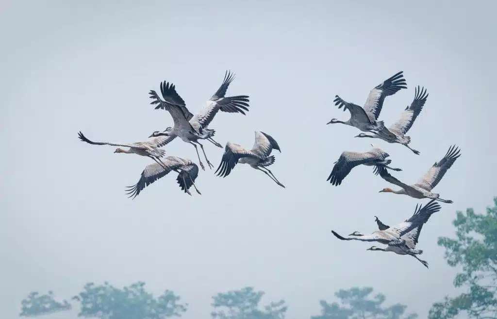 Common Crane 5 DSC06663 DxO Nepal Birding Tour | Bird Watching Tour in Nepal