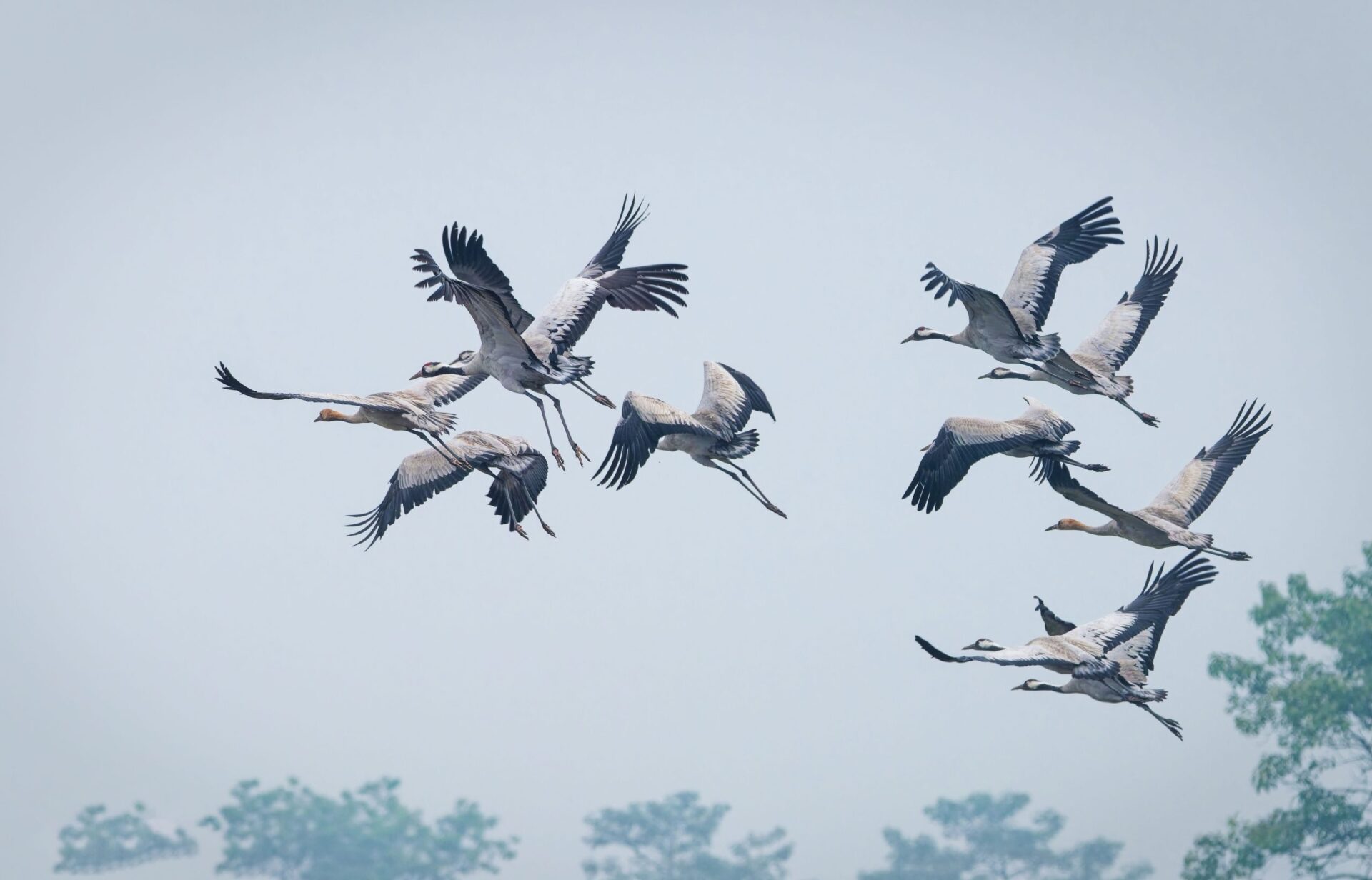Common Crane 4 Common Crane 3