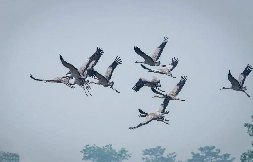 Common Crane 4 DSC06666 DxO Nepal Birding Tour | Bird Watching Tour in Nepal