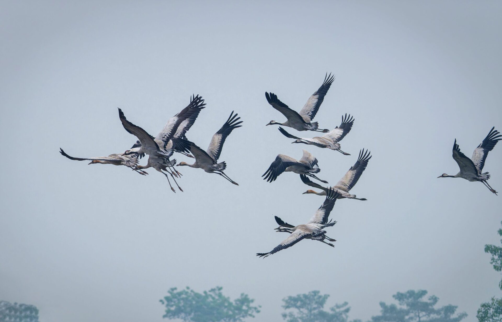 Common Crane 3 Common Crane 2
