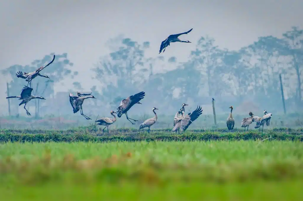 Common Crane 2 DSC06673 DxO Nepal Birding Tour | Bird Watching Tour in Nepal
