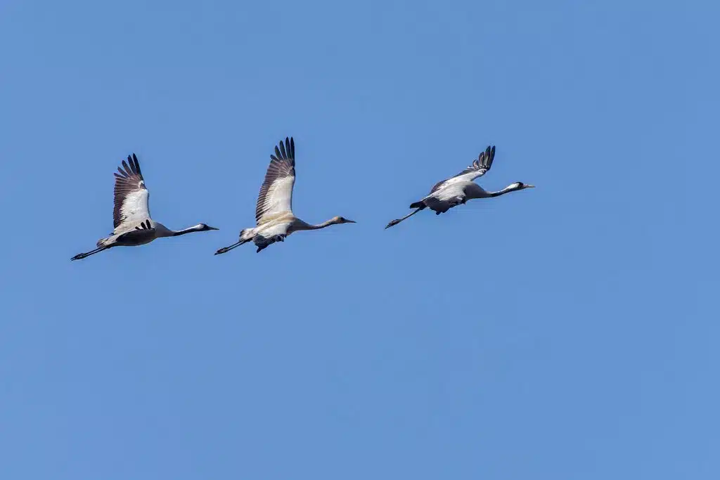 Common Crane 10 DSC7181 DxO Nepal Birding Tour | Bird Watching Tour in Nepal