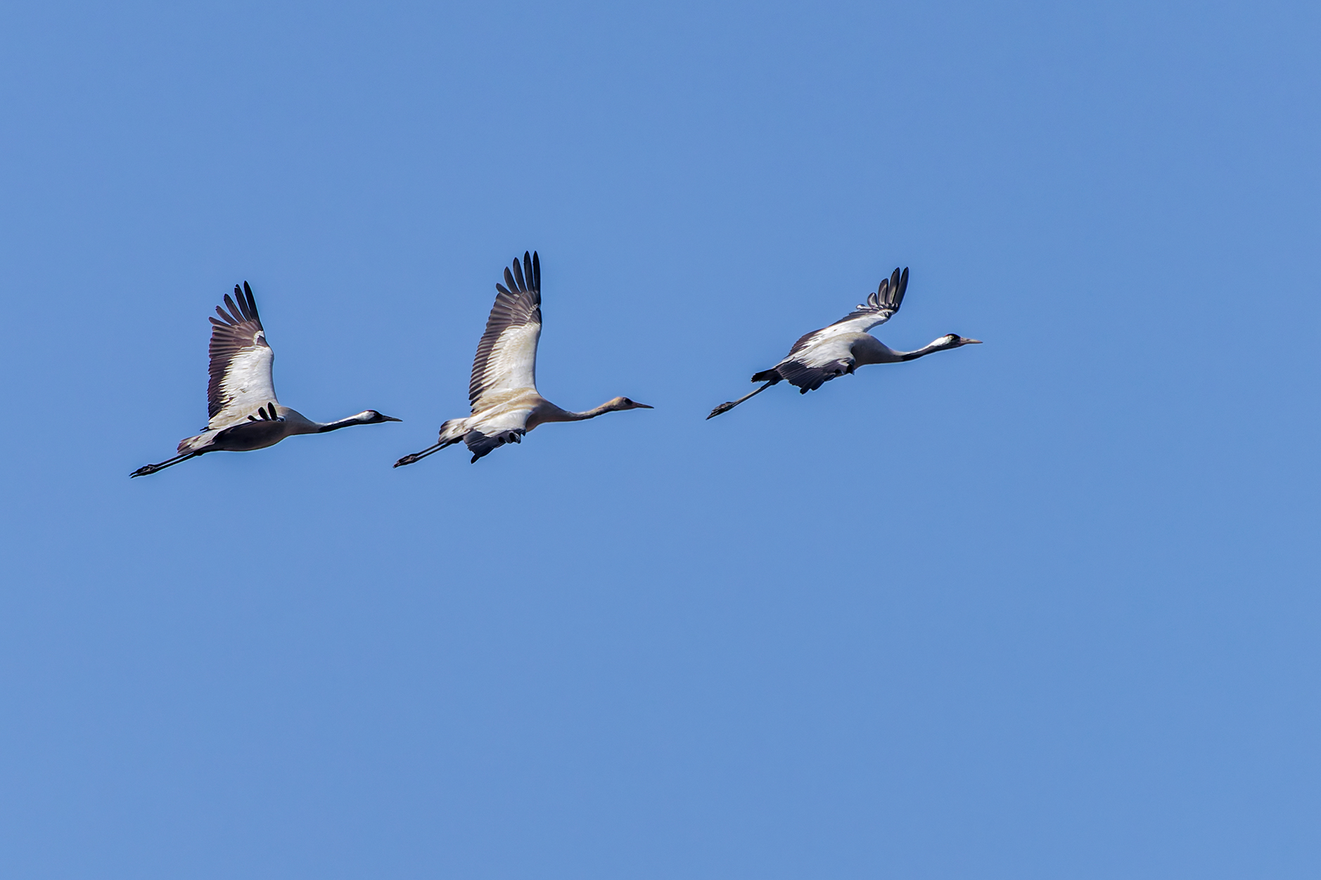 Common Crane 9 Common Crane 7